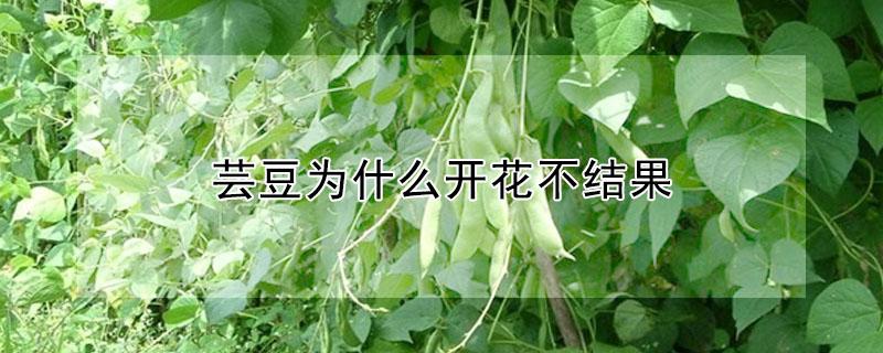 芸豆为什么开花不结果 芸豆为什么开花不结果子