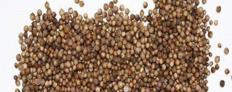 香菜种子怎么搓开（香菜种子搓开妙招）