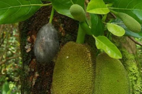 菠萝蜜的种子怎么种才能发芽