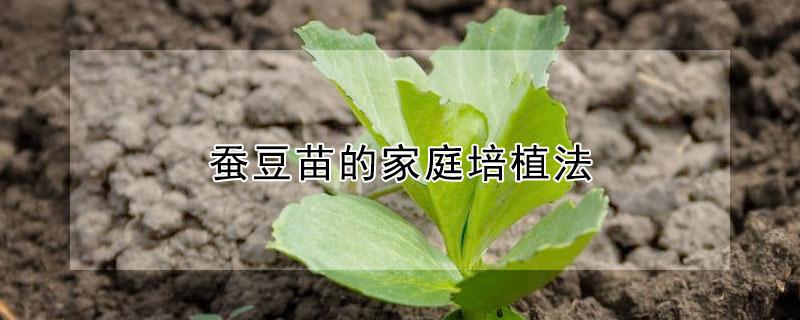 蚕豆苗的家庭培植法 蚕豆苗的家庭培植法图片
