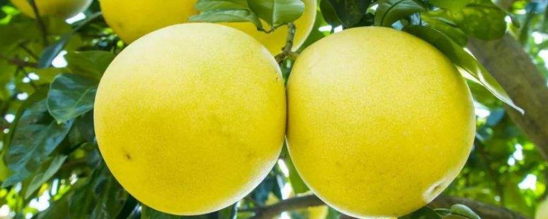 柚子树几年开花结果 柚子树几年开花时间