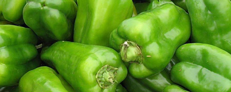 青椒种植时间及技术要点 青椒种植时间及技术要点视频
