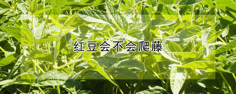 红豆会不会爬藤 红豆会爬藤吗