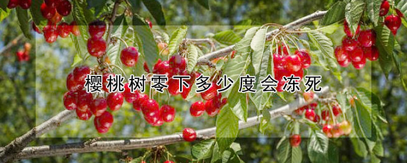 樱桃树零下多少度会冻死 樱桃树零下几度能造成冻害