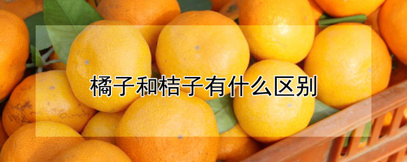 橘子和桔子有什么区别（橘子和桔子有什么区别相同语句）