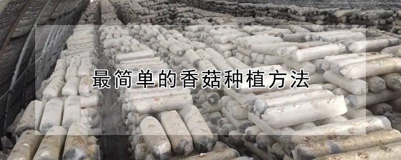 最简单的香菇种植方法 香菇的种植方法栽培技术