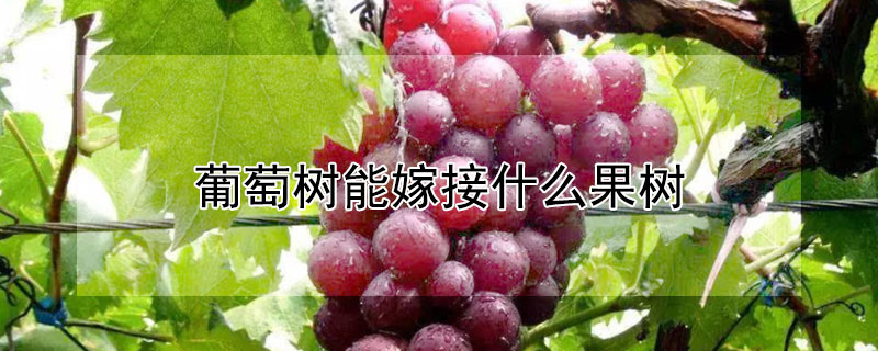 葡萄树能嫁接什么果树 葡萄树能嫁接什么果树图片