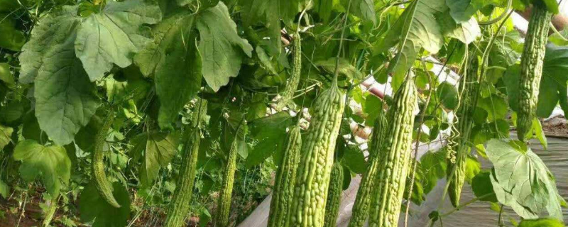 苦瓜苗蔫了怎么办 苦瓜苗蔫了怎么办视频