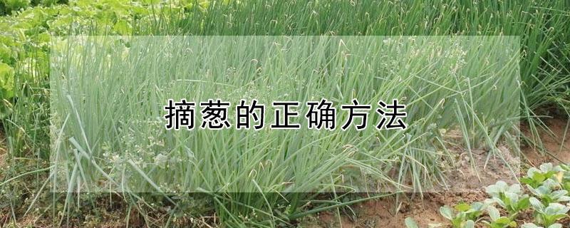 摘葱的正确方法（在家里如何摘葱）