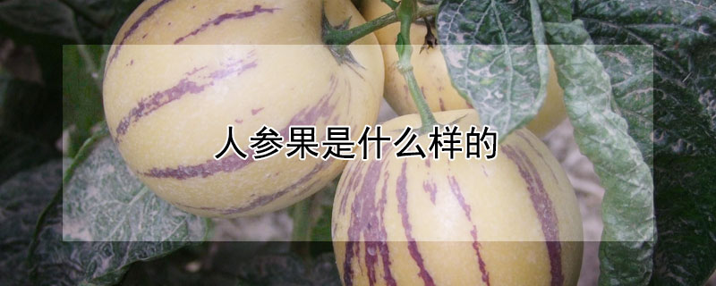 人参果是什么样的 广西人参果是什么样的