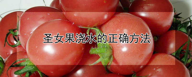 圣女果浇水的正确方法 圣女果如何浇水