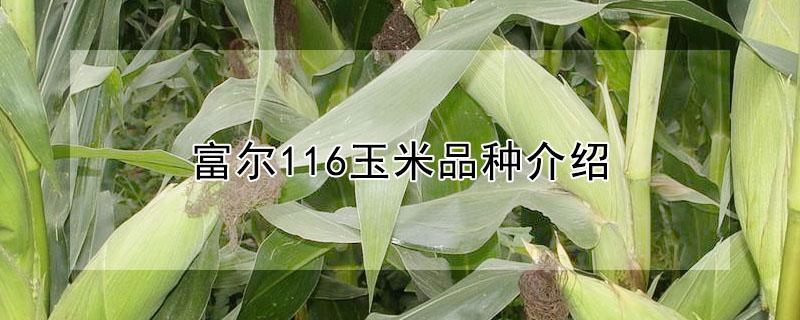 富尔116玉米品种介绍（富尔116玉米简介）