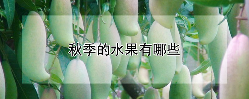 秋季的水果有哪些 秋天的水果简笔画