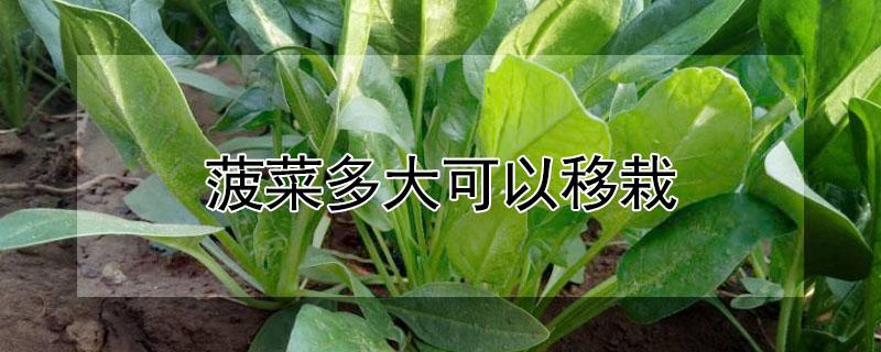 菠菜多大可以移栽 菠菜多大可以移栽种植