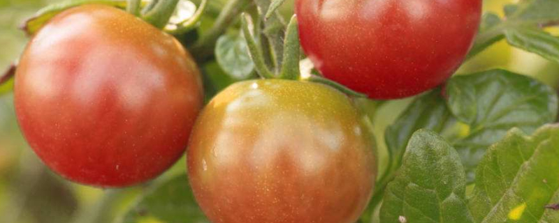 西红柿只长秧不结果怎么办 阳台西红柿只长秧不结果怎么办