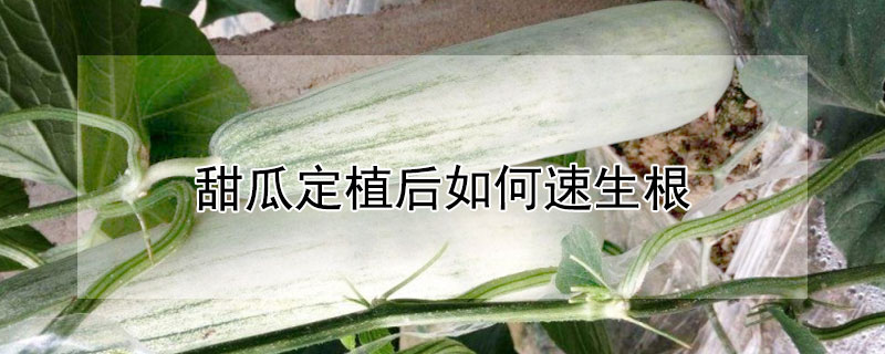 甜瓜定植后如何速生根（甜瓜定植后如何速生根发芽）