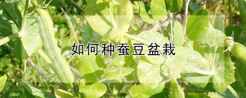 如何种蚕豆盆栽 如何种蚕豆盆栽植物