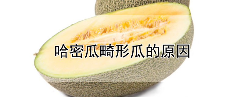哈密瓜畸形瓜的原因（哈密瓜的影响）