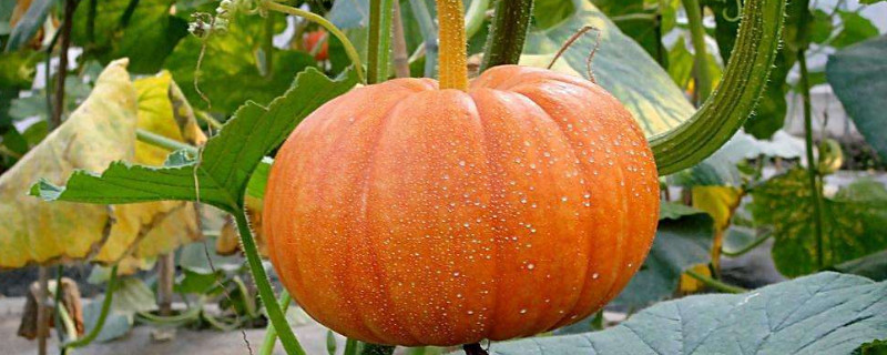 贝贝小南瓜的种植方法和时间（贝贝小南瓜的种植方法和时间视频）