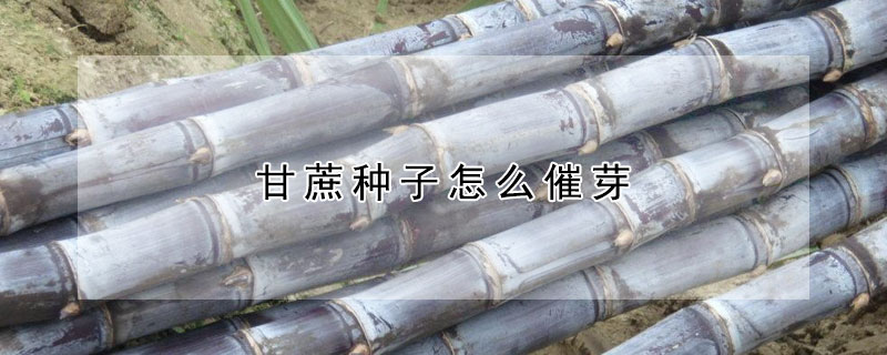 甘蔗种子怎么催芽 甘蔗种子怎么催芽的