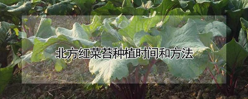 北方红菜苔种植时间和方法 北方红菜苔种植时间和方法奶油生菜种植方法