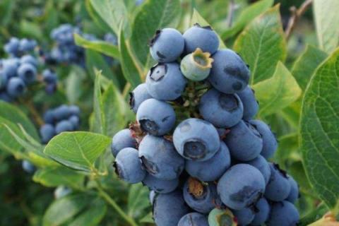 北方盆栽蓝莓品种