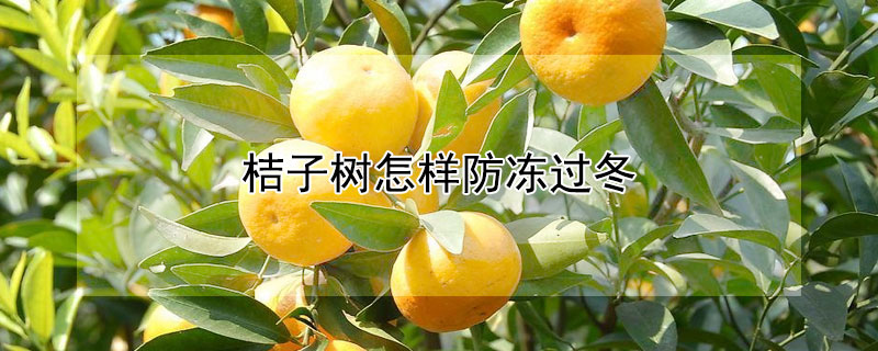 桔子树怎样防冻过冬（桔子树怎么防过冬）