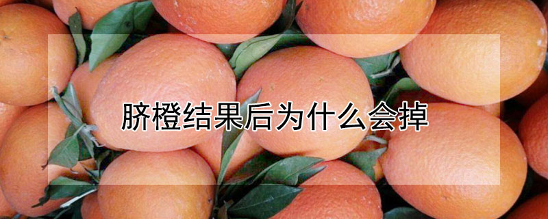 脐橙结果后为什么会掉 脐橙掉果原因