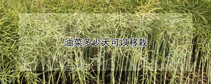 油菜多少天可以移栽（油菜播种多少天可以移栽）