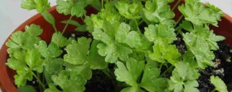 香菜死苗烂根怎么办 香菜幼苗死棵咋回事