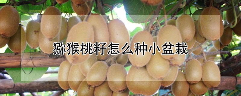 猕猴桃籽怎么种小盆栽 猕猴桃籽怎么种小盆栽的