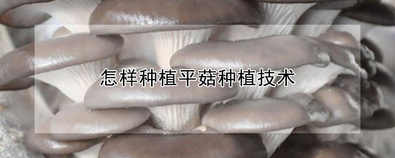 怎样种植平菇种植技术 平菇如何种植技术