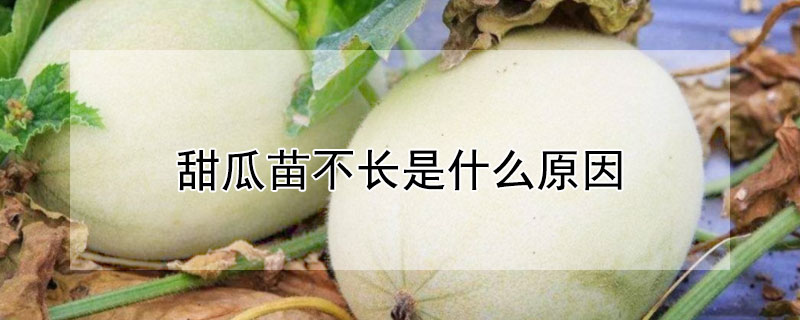 甜瓜苗不长是什么原因 甜瓜苗不长怎么办