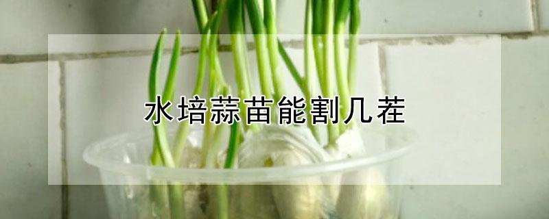 水培蒜苗能割几茬 水培大蒜可以割几茬