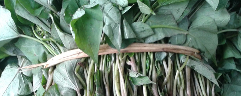 地瓜秧怎么栽（地瓜秧怎么栽高产）