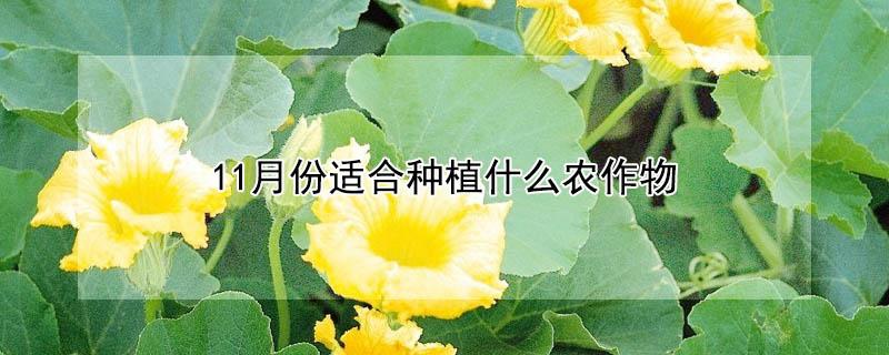 11月份适合种植什么农作物 十一月农业适合种植什么