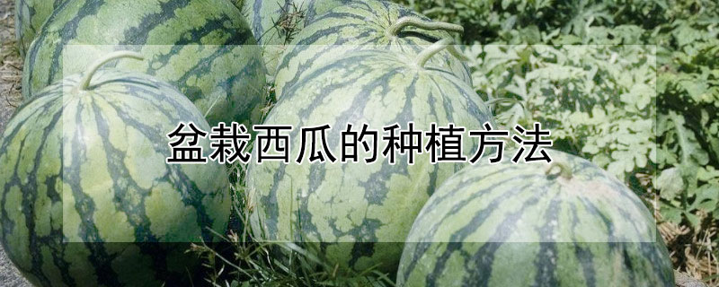盆栽西瓜的种植方法 盆栽西瓜的种植方法和管理视频
