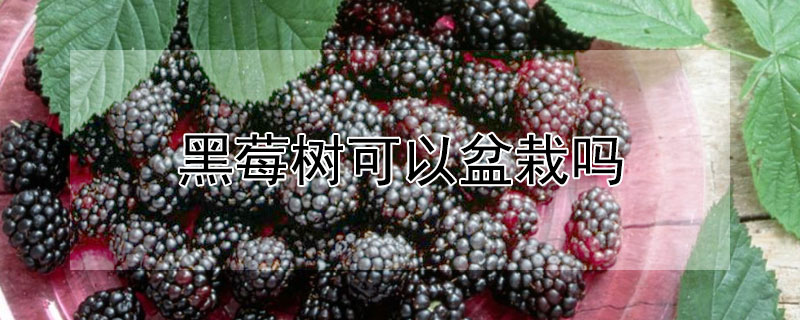 黑莓树可以盆栽吗（盆栽黑莓树的种植方法）