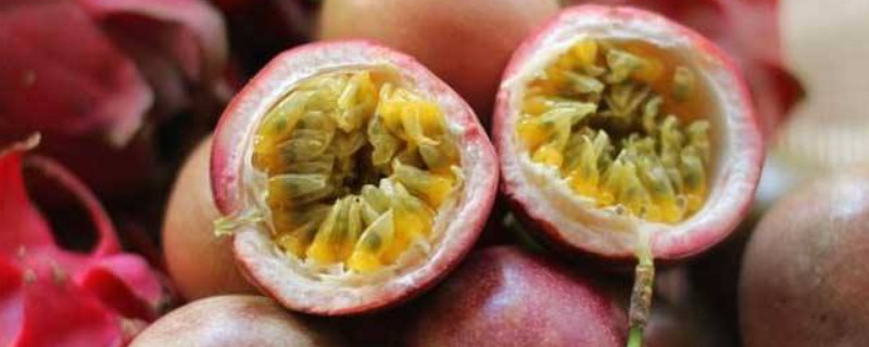 百香果的籽怎么种（百香果的籽怎么种植）