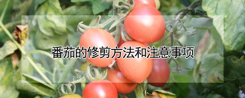 番茄的修剪方法和注意事项 小番茄的修剪方法和注意事项