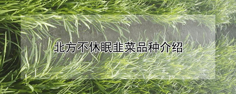 北方不休眠韭菜品种介绍 无休眠耐寒高产韭菜