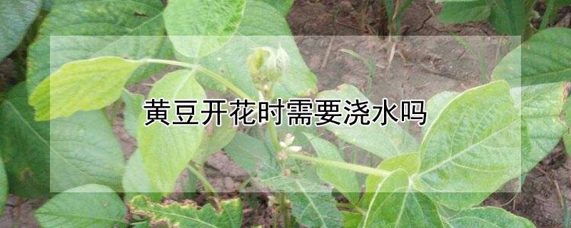 黄豆开花时需要浇水吗 黄豆开花时需要浇水吗