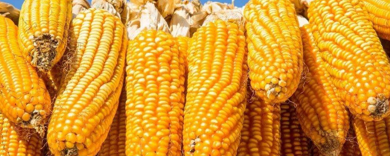 玉米多久可以收获 玉米多久收获一次