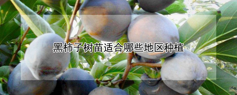 黑柿子树苗适合哪些地区种植（黑柿子树苗适合哪些地区种植呢）
