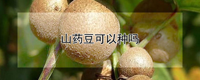山药豆可以种吗 山药豆能种山药吗?