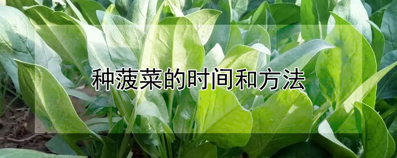种菠菜的时间和方法 种菠菜的季节和方法
