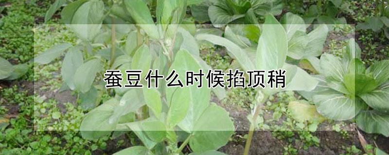 蚕豆什么时候掐顶稍 蚕豆什么时候掐尖