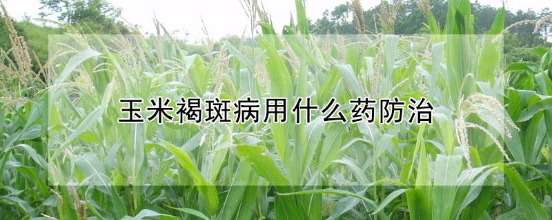 玉米褐斑病用什么药防治（玉米褐斑病治疗方法）
