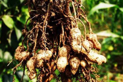 花生什么时候收获