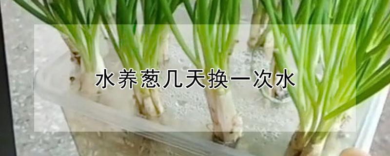 水养葱几天换一次水（葱能用水养吗）